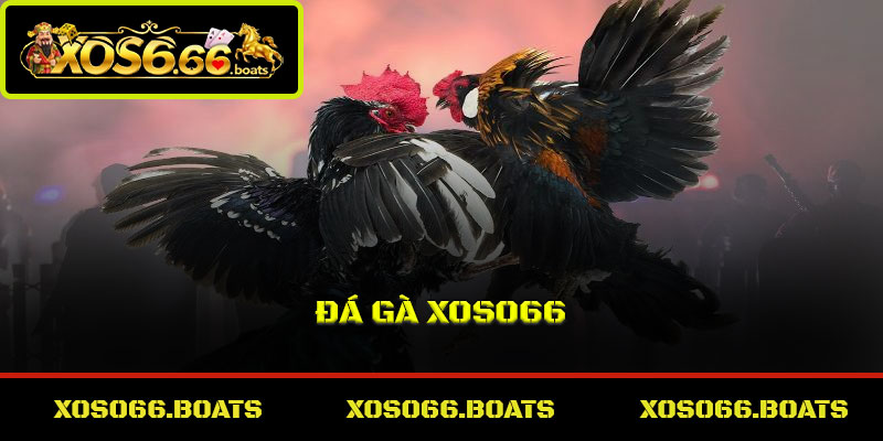Đá Gà Xoso66