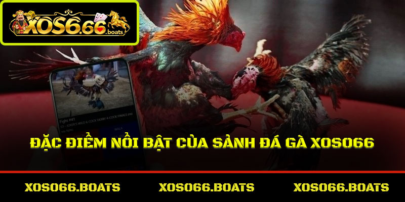 Đặc điểm nổi bật của sảnh đá gà Xoso66